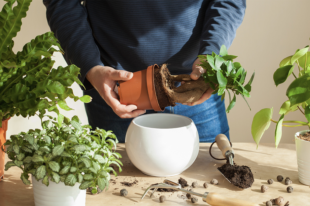 Top Tips for looking after Houseplants