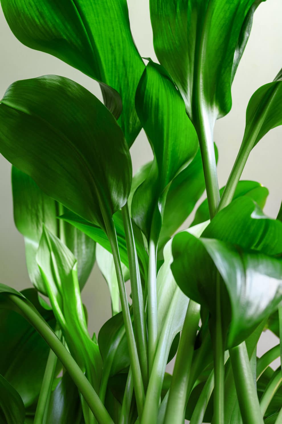 Top 10 Houseplants for Beginners – Plantsmith