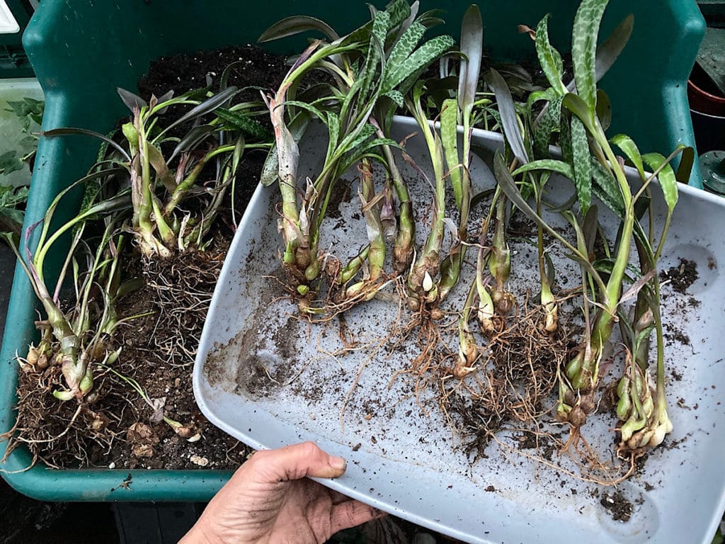 Dividing Silver Squill bulblets