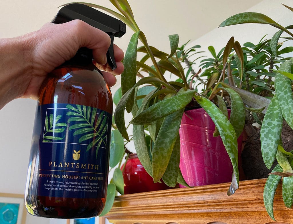 Silver Squill and Perfecting Houseplant Care Mist