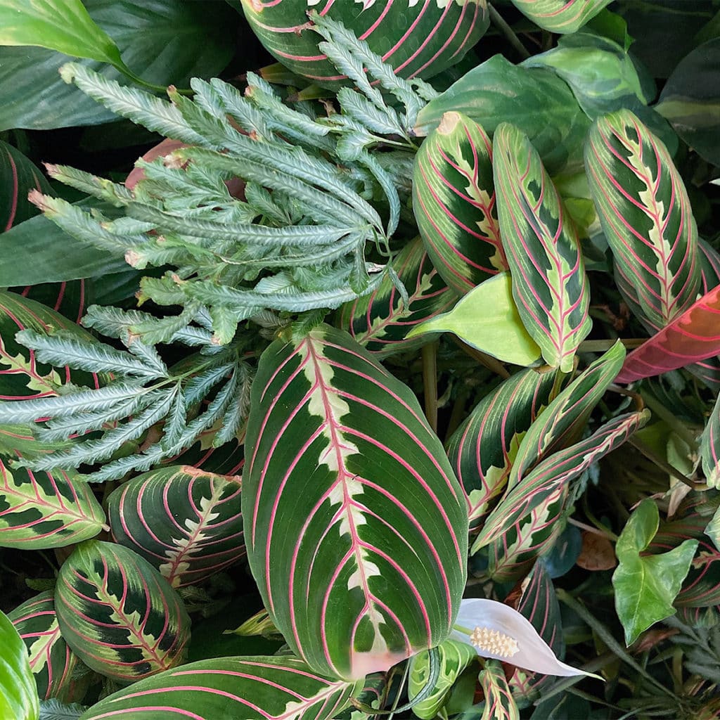 brown tips on leaves of Maranta plant
