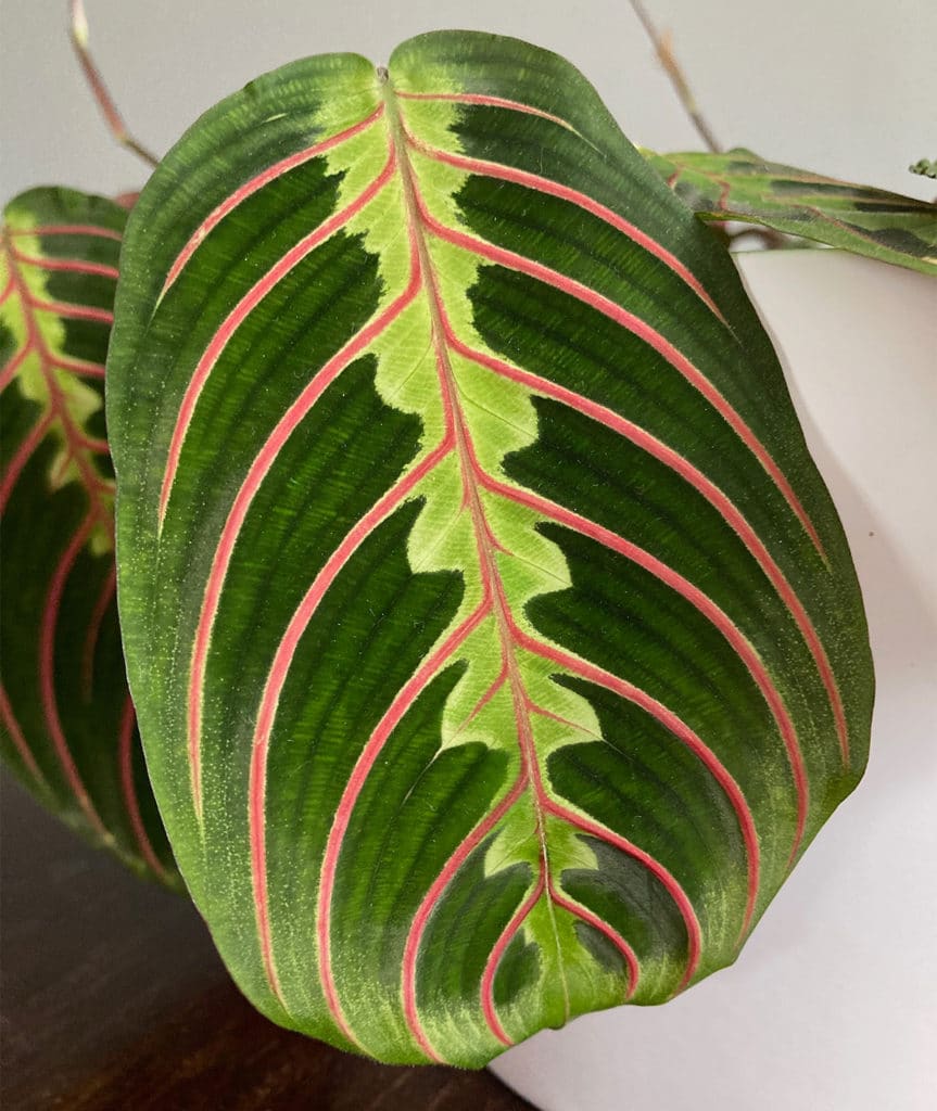 Maranta leaf