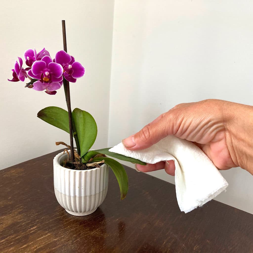 cleaning leaves of orchid