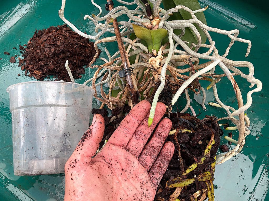 Examining roots and repotting orchid