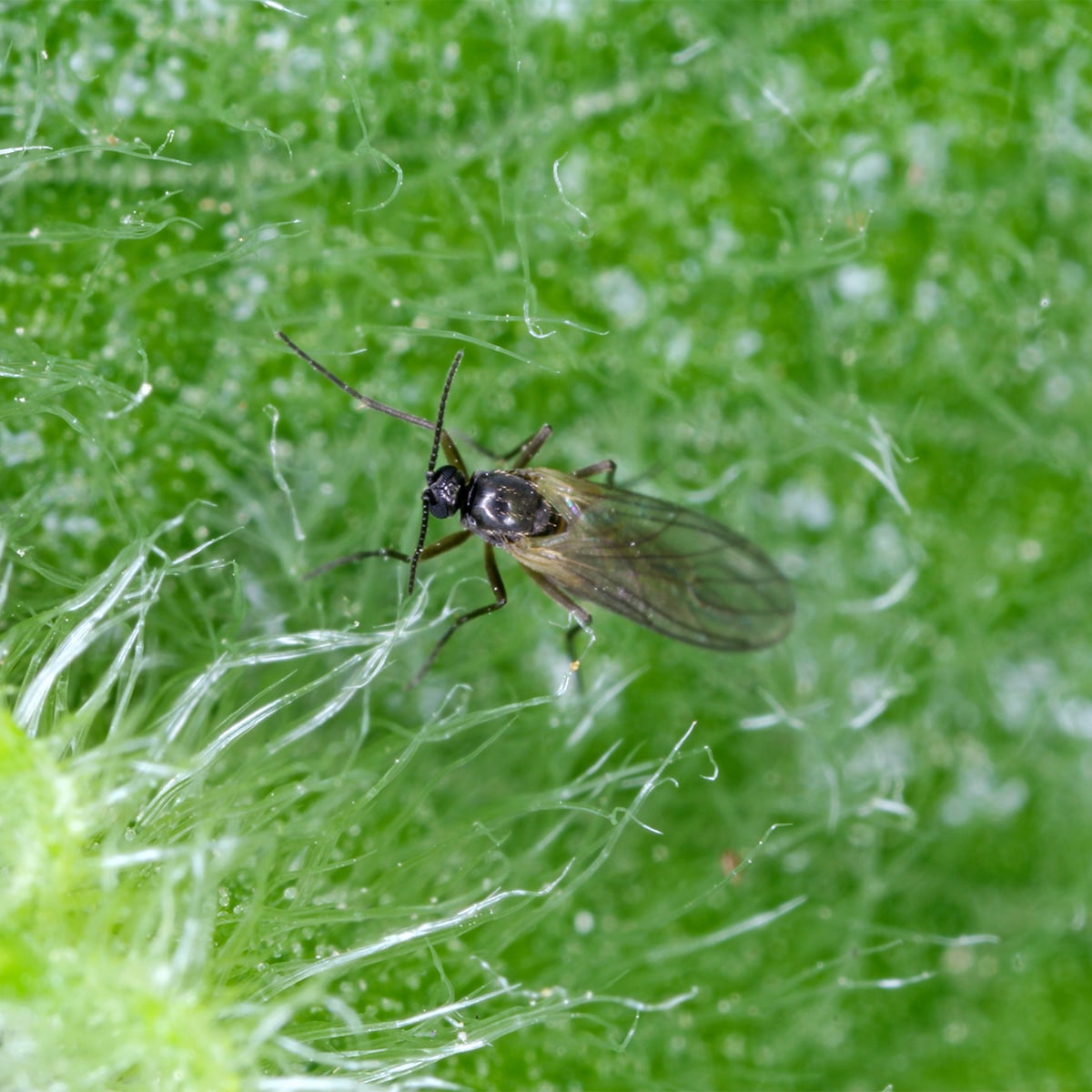 fungus gnats on houseplant leaf