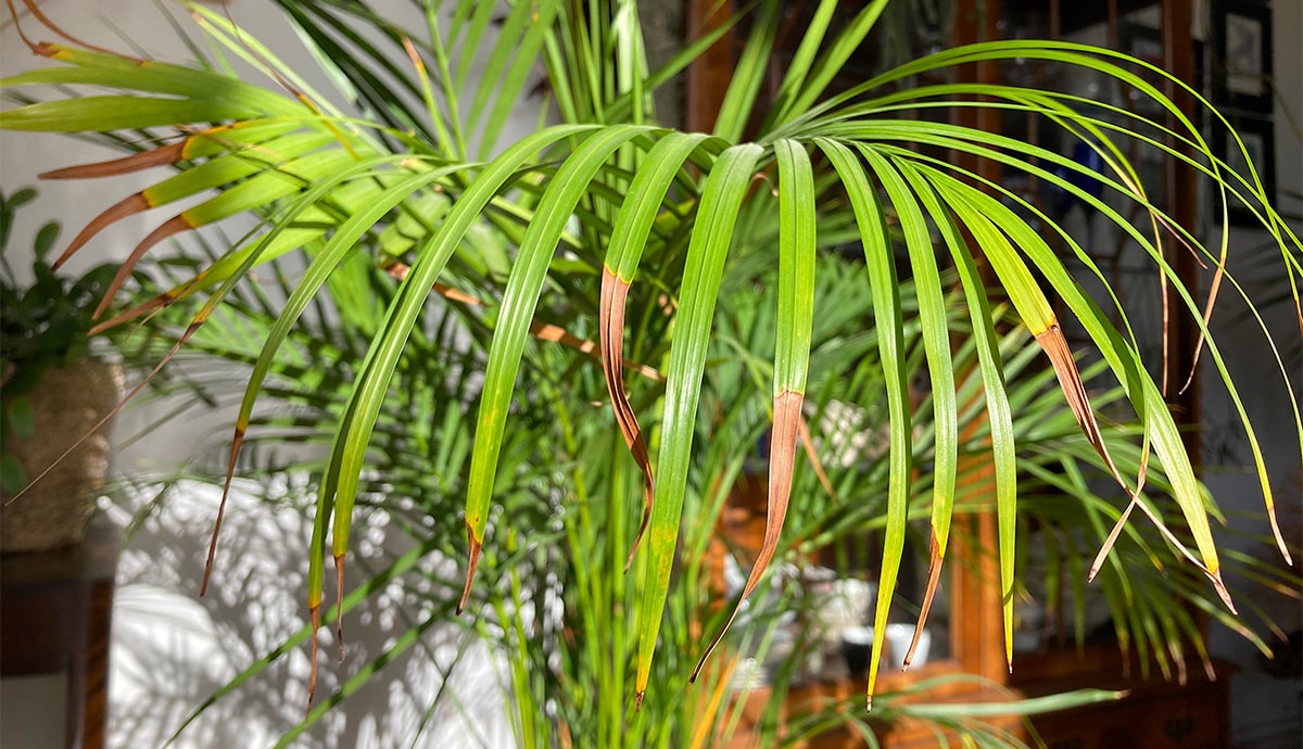 brown tips on leaves of Butterfly Palm