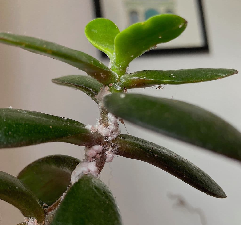 Mealybugs on Crassula Ovata