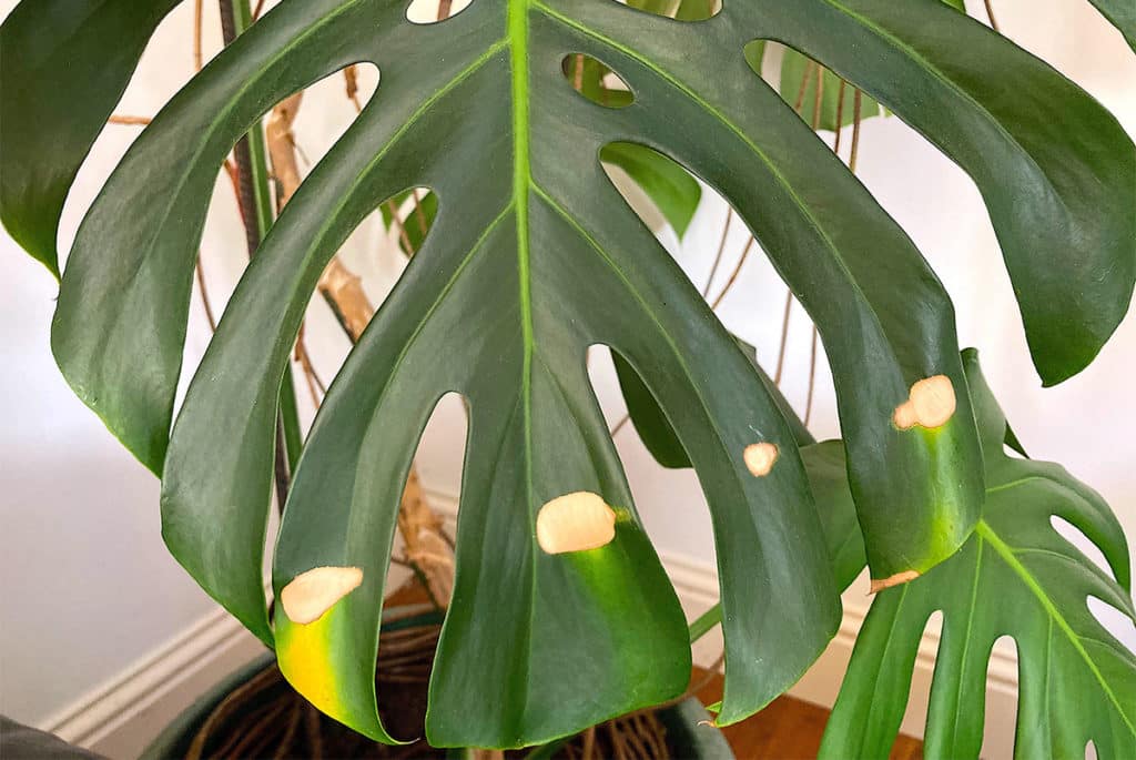 Leaf scorch on Monstera deliciosa