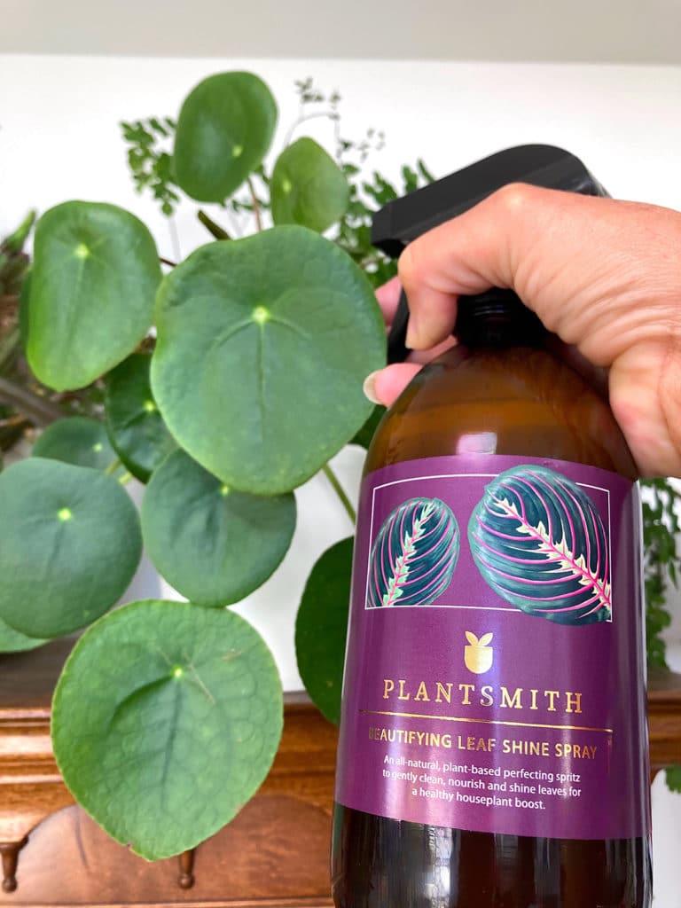 Spraying pilea with Plantsmith Beautifying Leaf Shine spray
