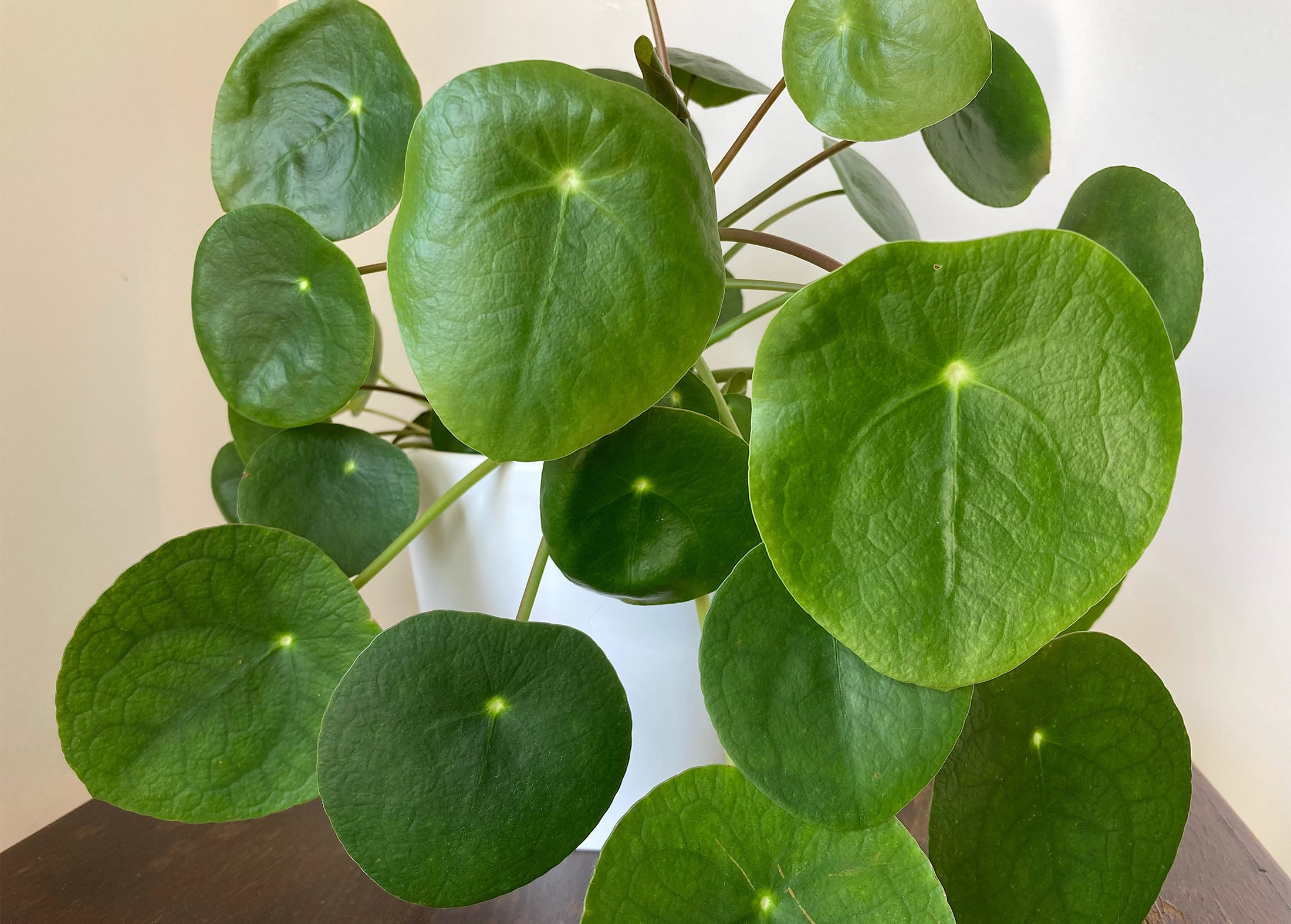 Chinese Money Plant Pilea Peperomioides Plantsmith Chinese Money Plant Pilea Peperomioides Plantsmith