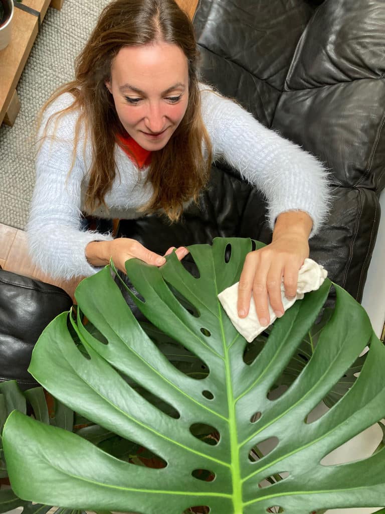 Dusting the leaves of Monstera deliciosa