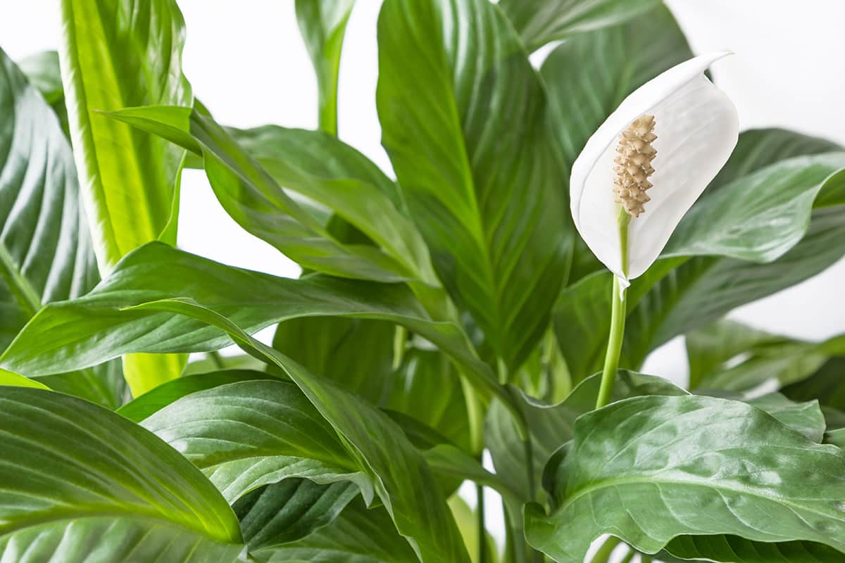 Peace Lily close up