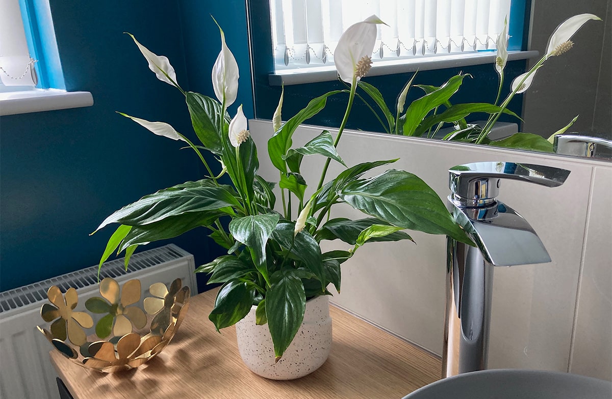 Peace Lily (Spathiphyllum wallisii) - Plantsmith