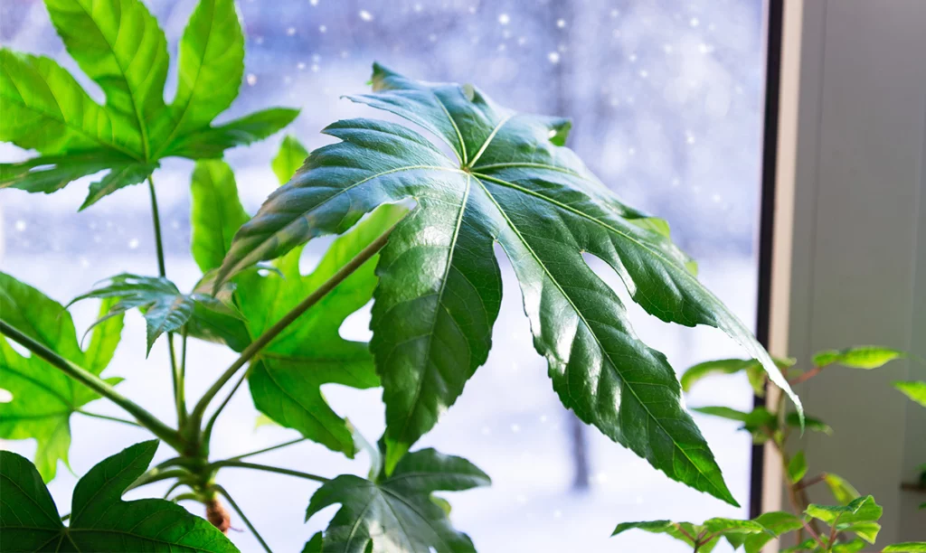 houseplant on windowsill in winter