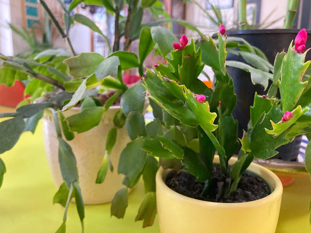 Christmas and Thanksgiving cactus