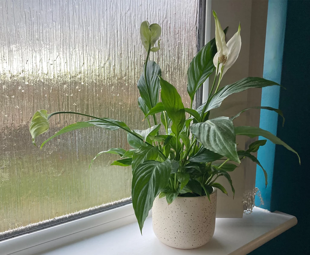 Peace lily in windowsill