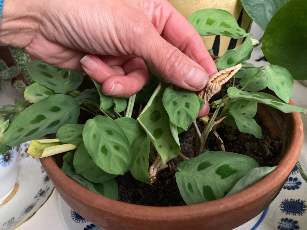 Removing dead leaves from plants