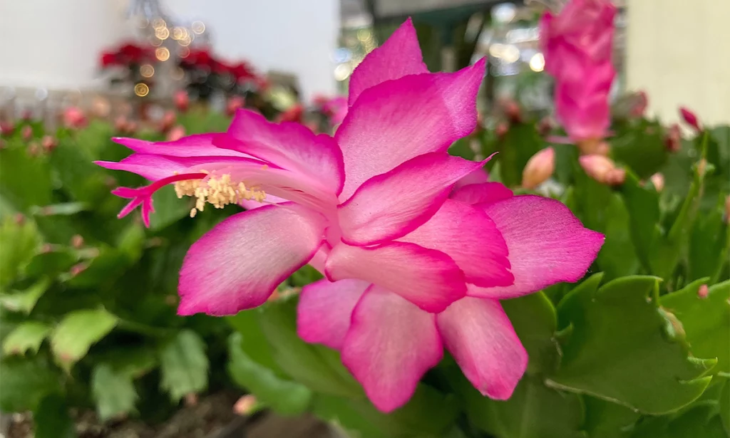 Thanksgiving cactus flower