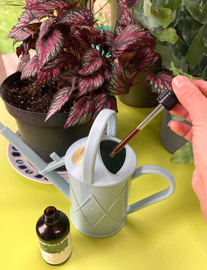 Feeding begonia rex with Fortifying Houseplant Feed & Tonic