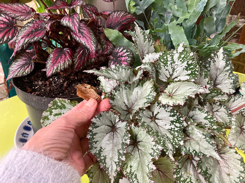 Dry brown leaf on Begonia rex.