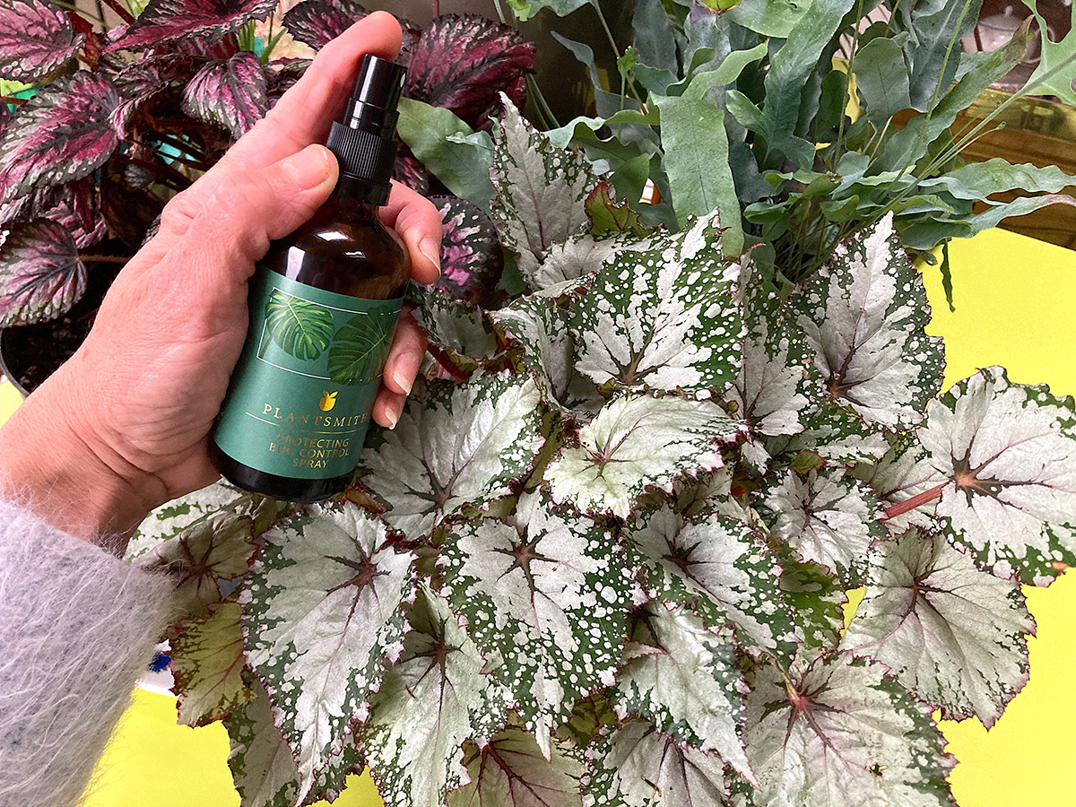 Begonia rex - Plantsmith
