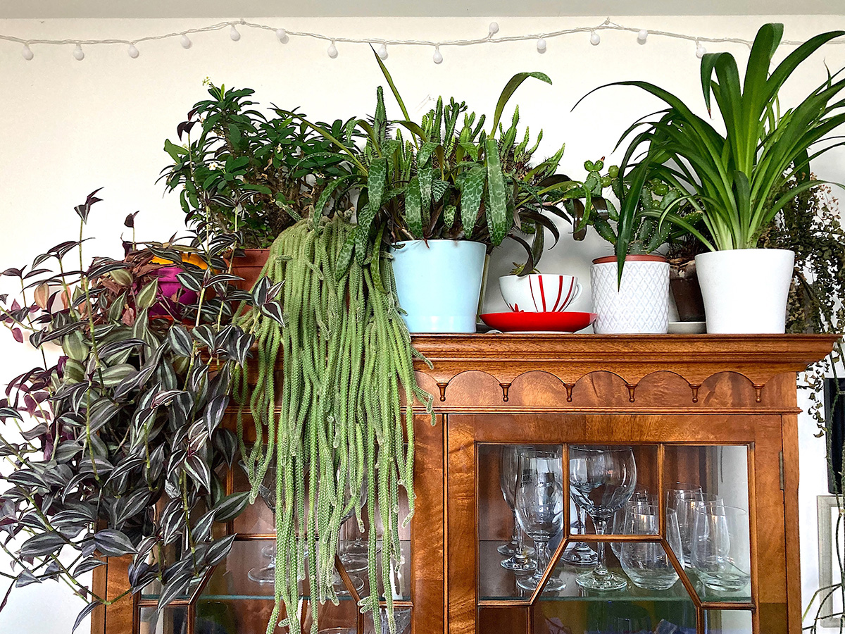A range of houseplants on top of a high cabinet