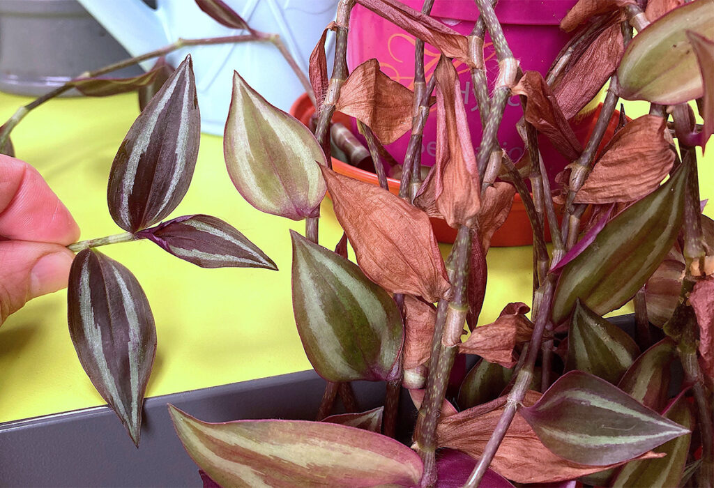 healthy leaves of tradescantia zebrina compared to pale brown leaves