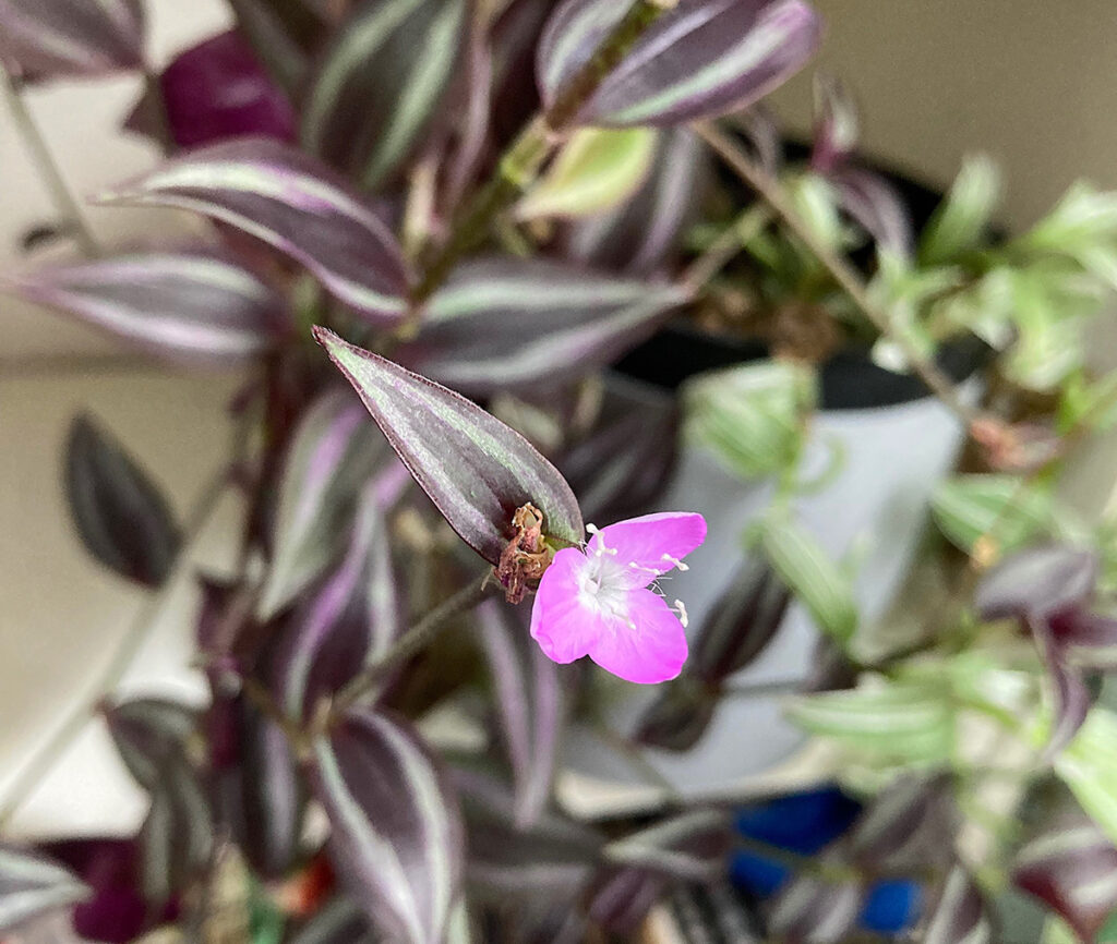 small pink flowers of tradescantia zebrine