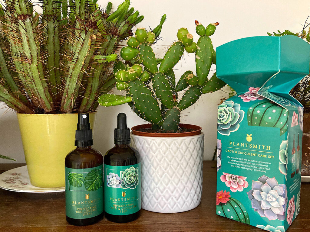 Cacti and Plantsmith Succulent Care Cracker
