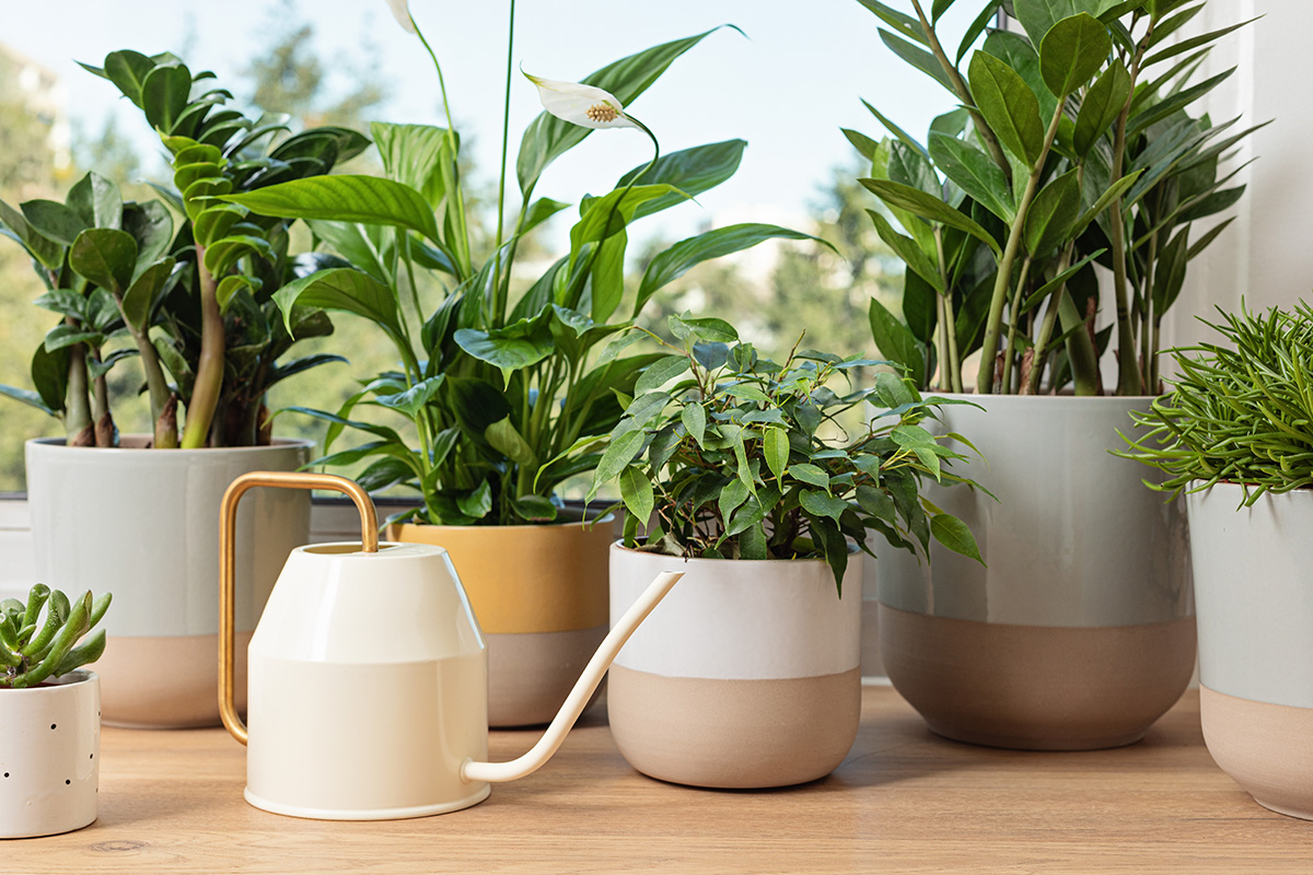 Collection of houseplants with watering can