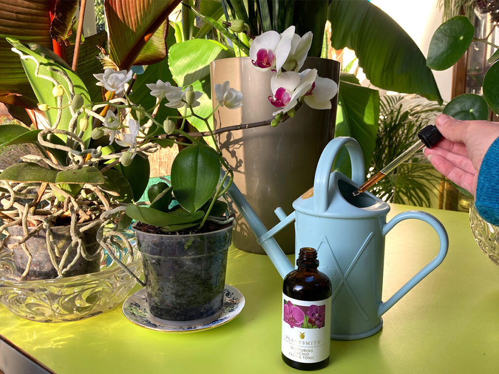 Feeding orchids with Invigorating Orchid Feed & Tonic