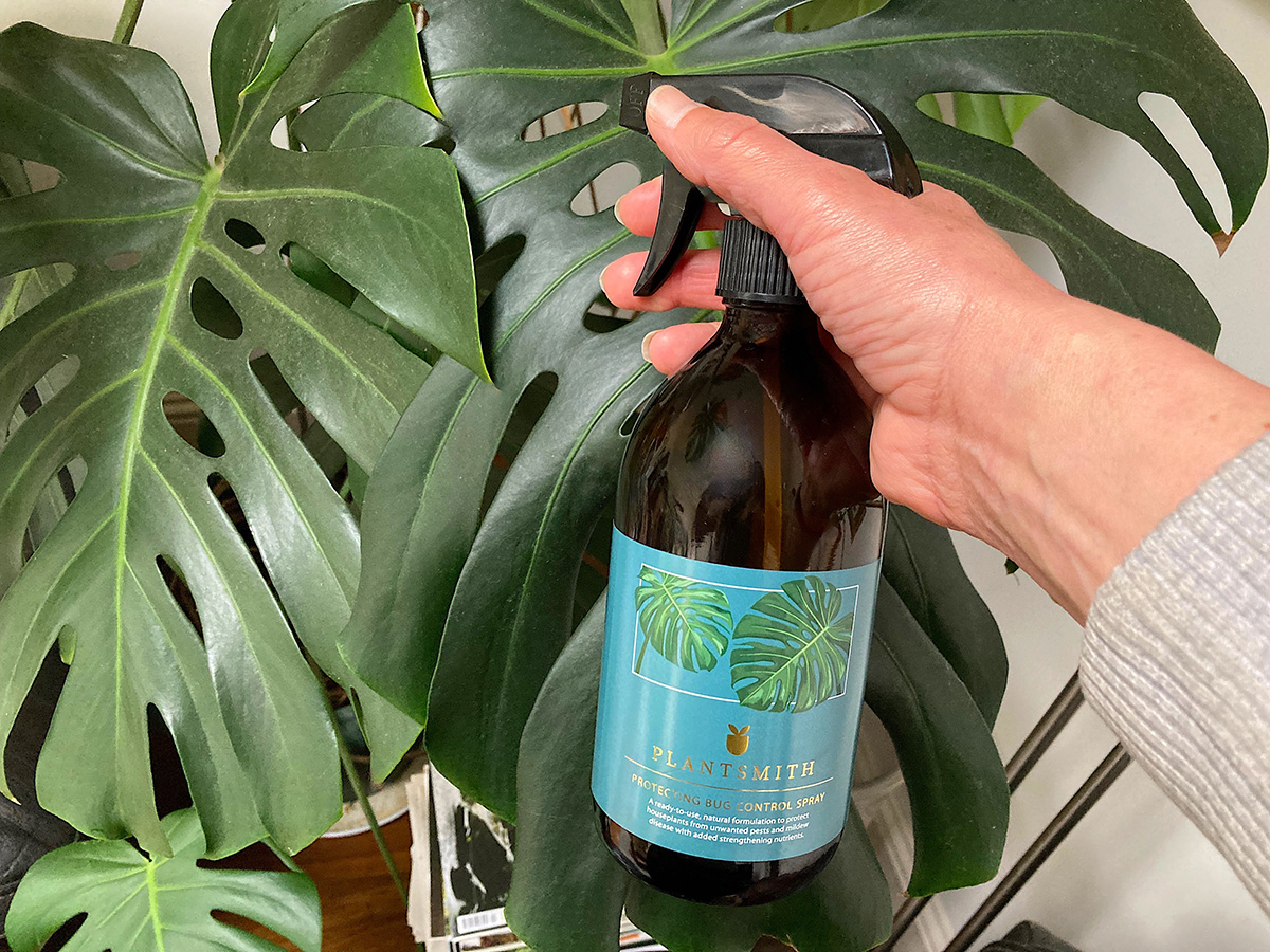 Monstera deliciosa, Swiss Cheese Plant - Plantsmith
