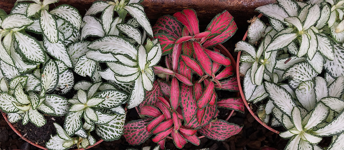 leaves of fittonia plant