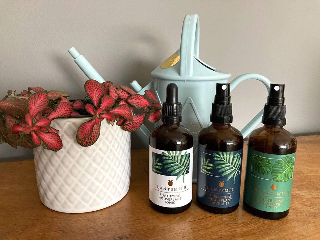 Fittonia plant with Plantsmith care products