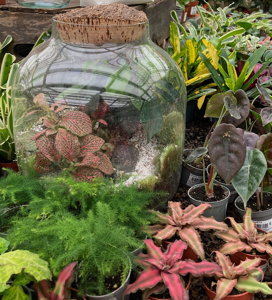Fittonia plants in a terrarium