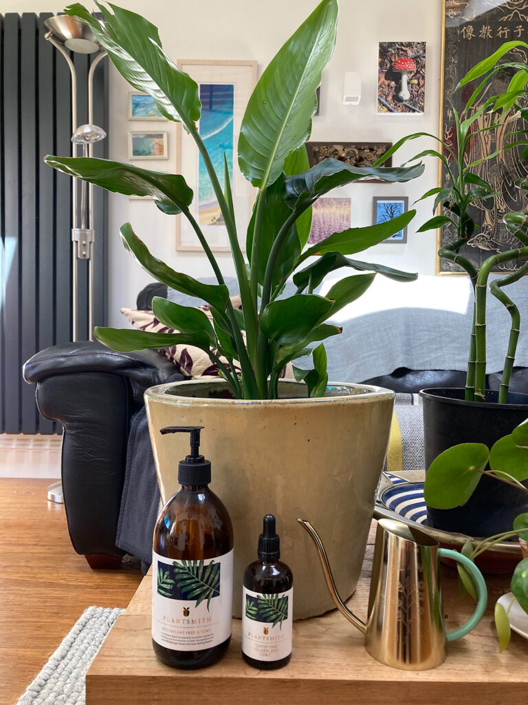 Strelitzia plant with Fortifying Houseplant Tonic