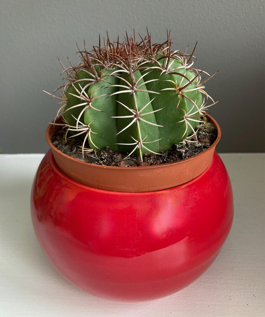 Melocactus in small pot