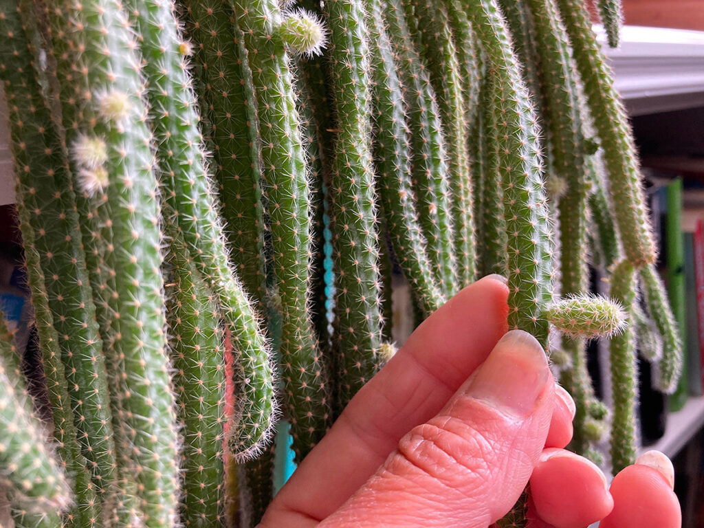 Propagating offsets of Rattail cacti
