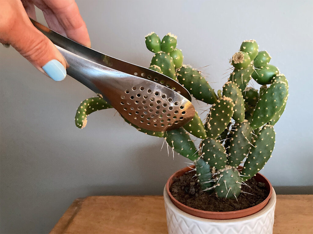 Holding cactus with tongs