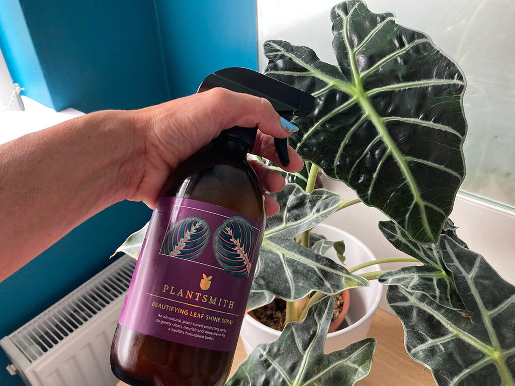 Cleaning Alocasia leaves with Plantsmith Leaf Shine