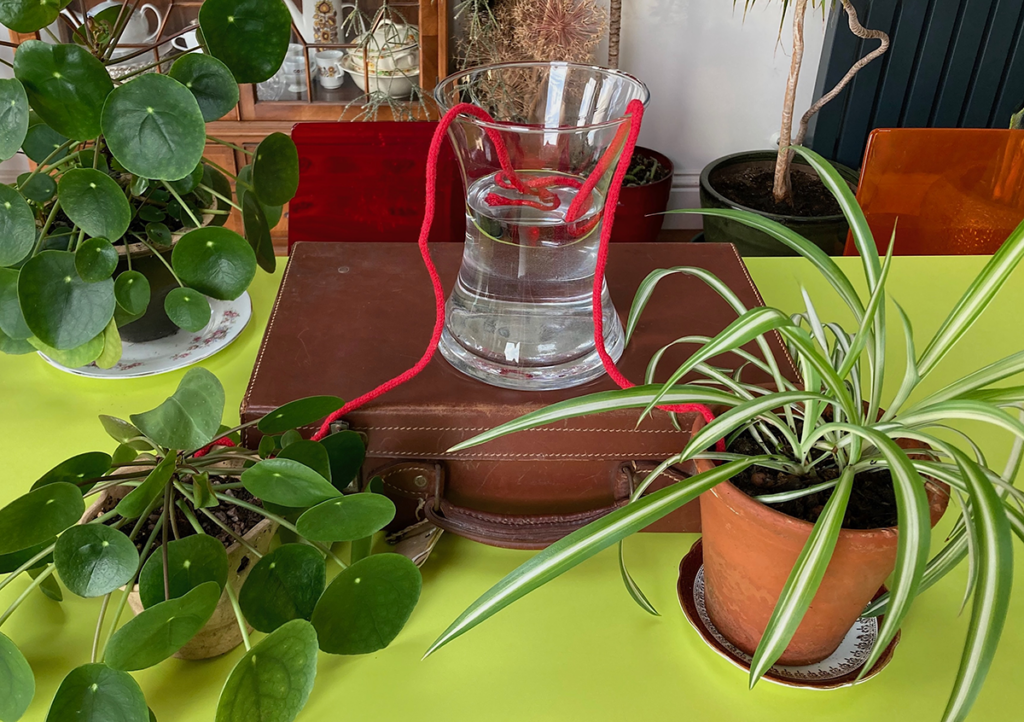 Water wicking with houseplants