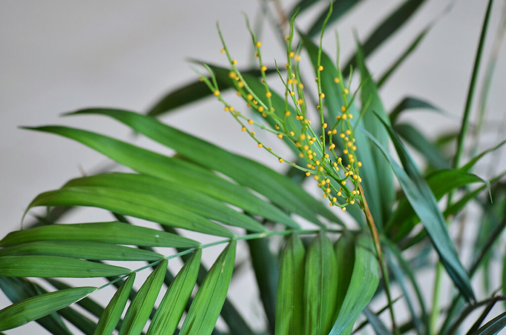 yellow flowers on palm plant