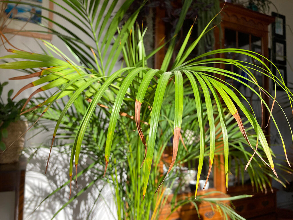 Brown leaf tips on Areca palm plant