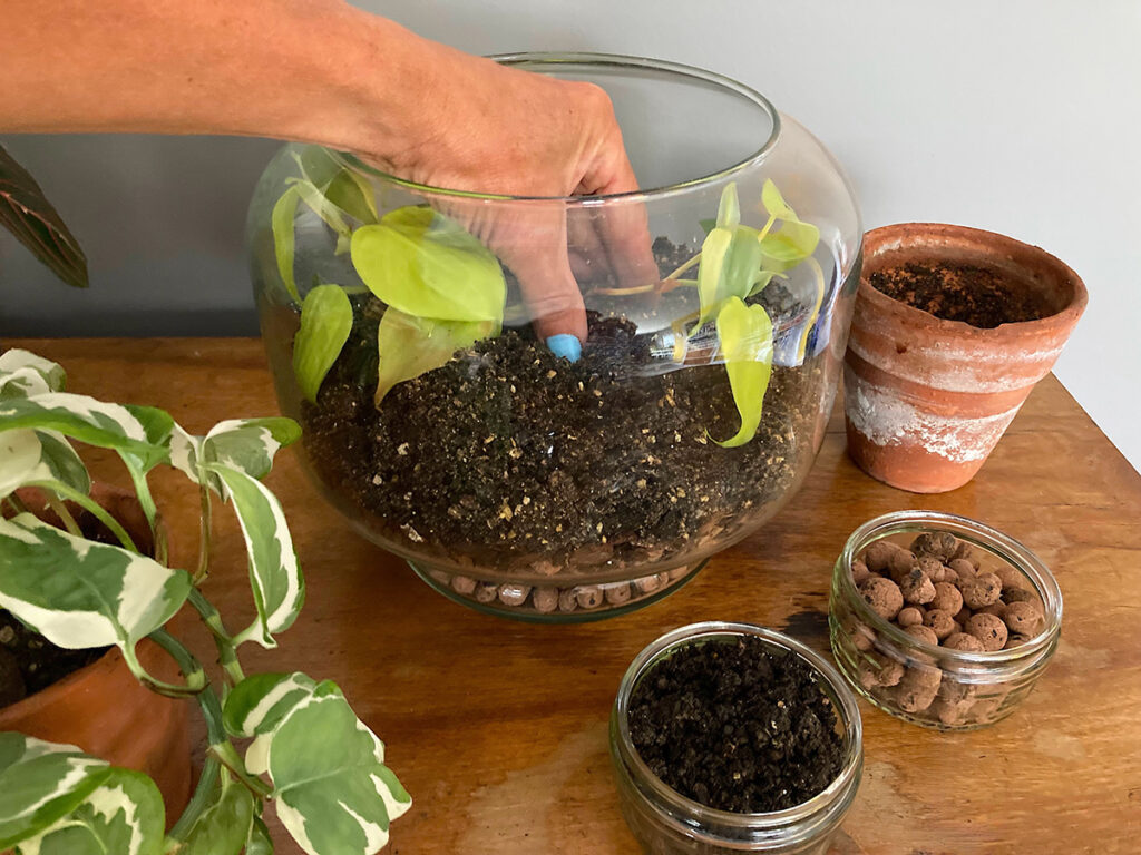 Firming plant into place in terrarium