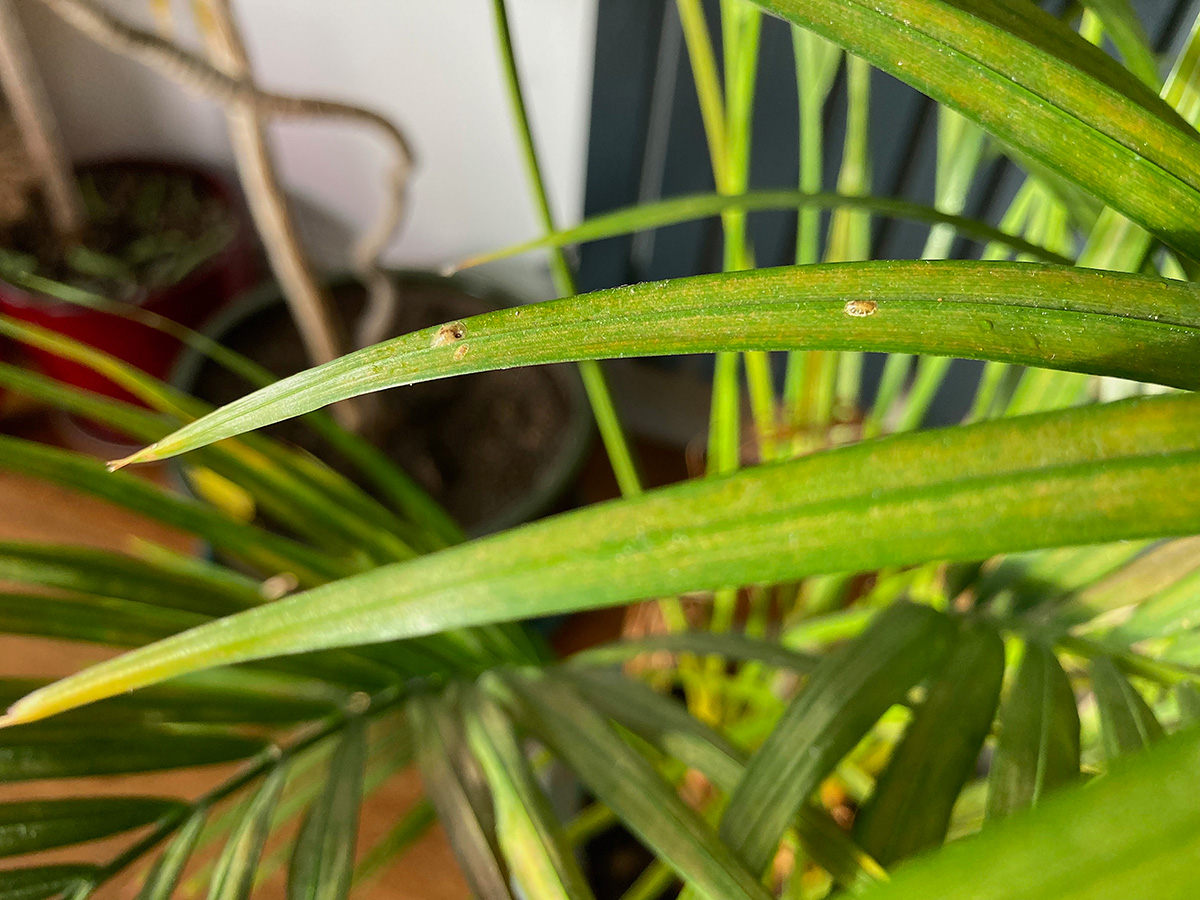 Palms - Plantsmith