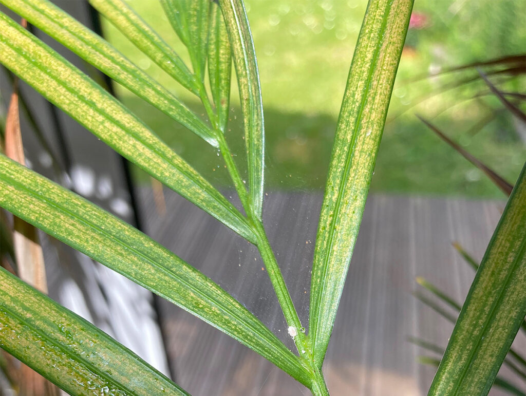 Spider mite ad mealy bug on palm plant
