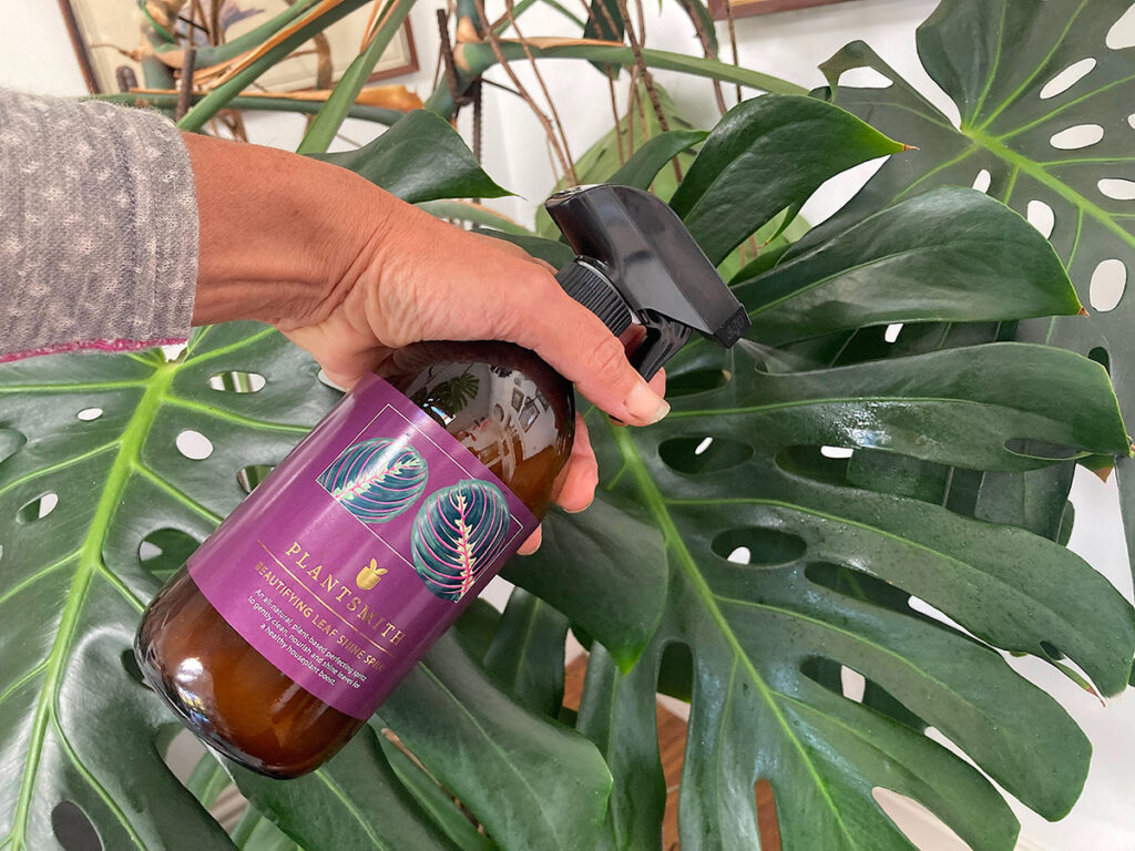 Misting large leaves of houseplant with Beautifying Leaf Shine spray