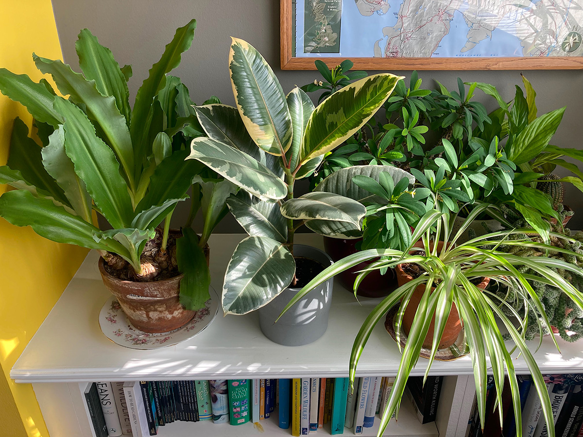 Houseplants grouped together to increase humidity
