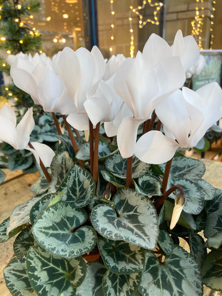 potted white cyclamen