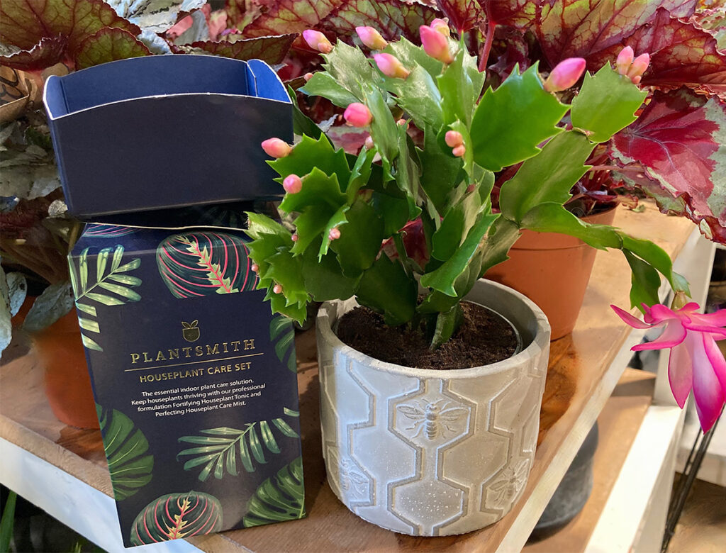 Thanksgiving cactus and Plantsmith Houseplant Care Cracker